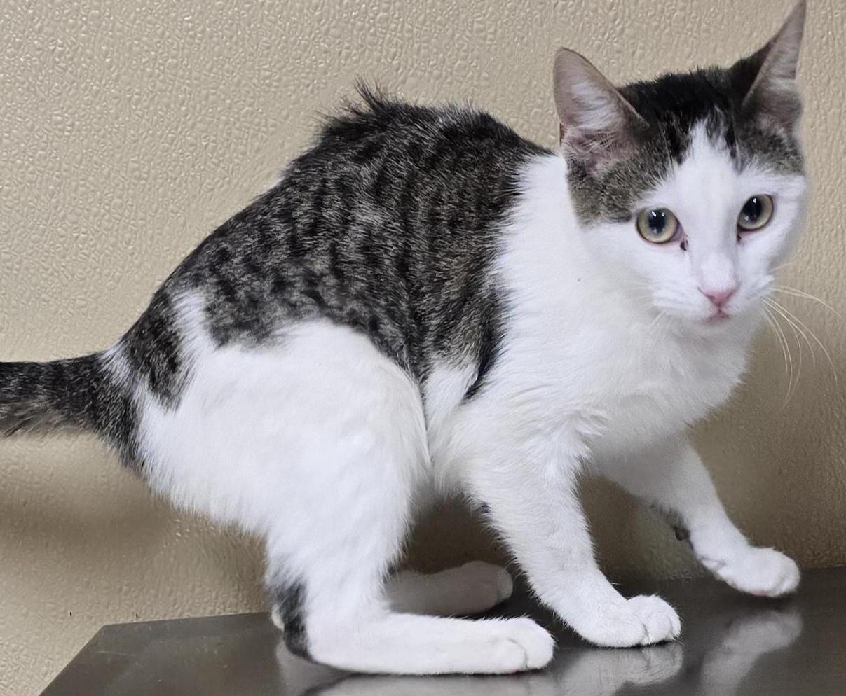 Enlarge Daisy, an adoptable mixed breed in Brainerd, MN image 2/2