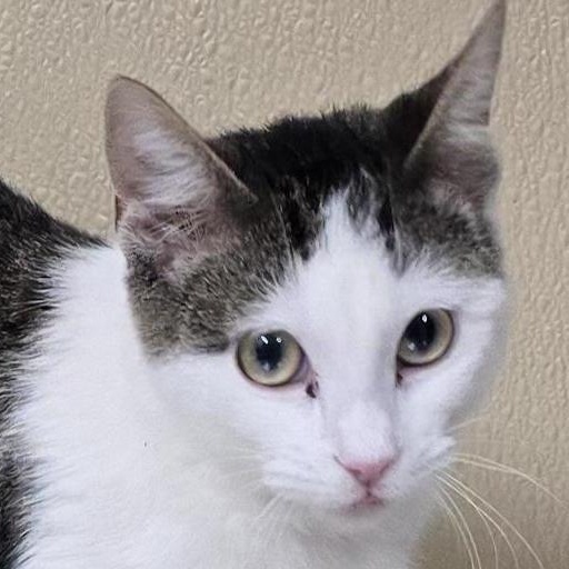 Daisy, adoptable, Young Female Domestic Short Hair & Tabby.