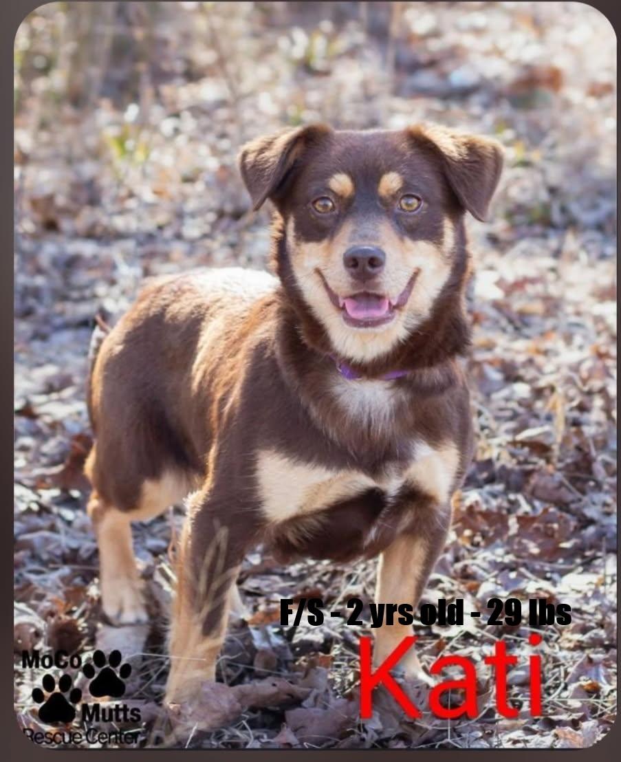 Kati - arriving 2/21/26 around 10 am, Adoptable, Adult Female Mixed Breed.