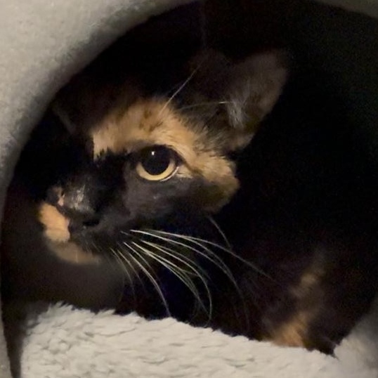 Galaxy, a ADOPTABLE Domestic Short Hair in Marion, NC image 1/2