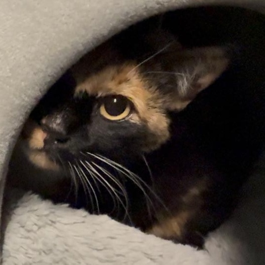 Galaxy, a ADOPTABLE Domestic Short Hair in Marion, NC image 2/2