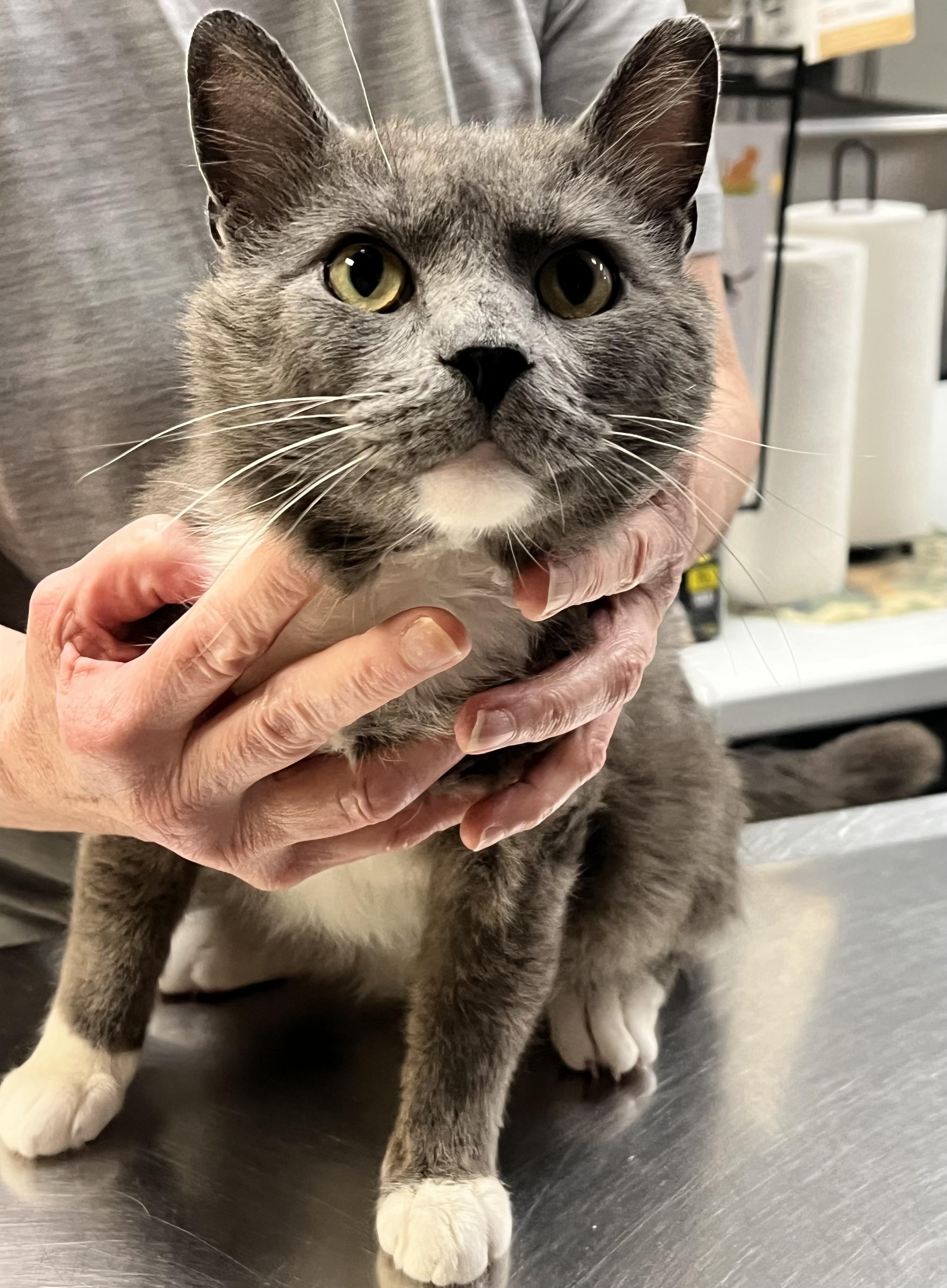 Enlarge Cosmo, an adopted Domestic Short Hair in Johnston, RI image 3/6