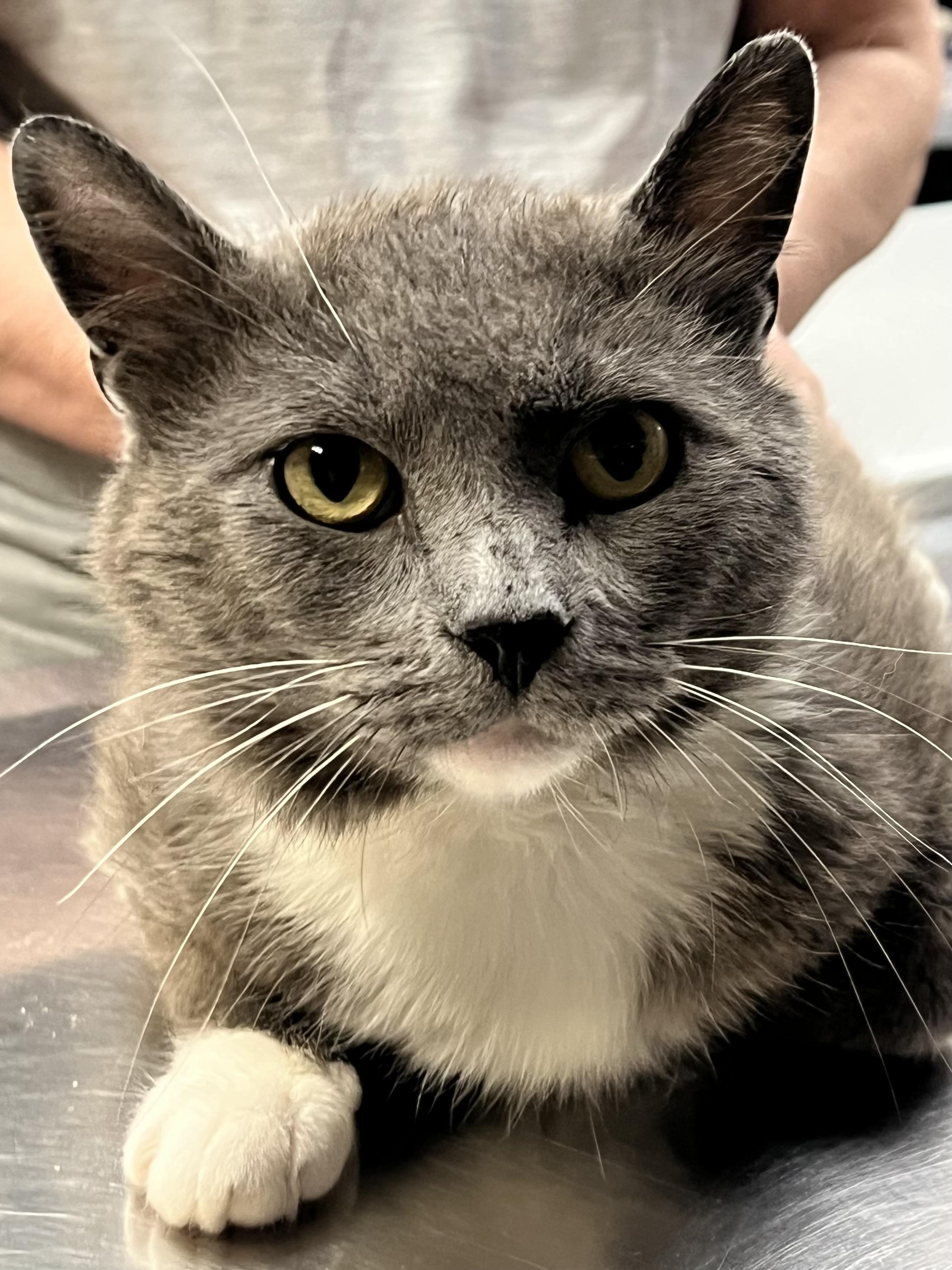 Enlarge Cosmo, an adopted Domestic Short Hair in Johnston, RI image 5/6