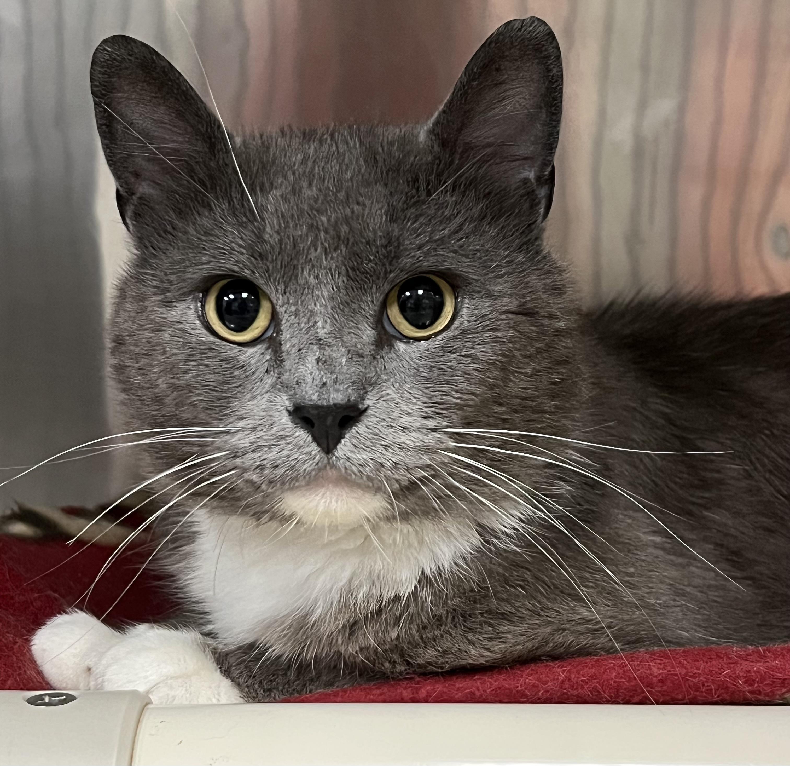 Enlarge Cosmo, an adopted Domestic Short Hair in Johnston, RI image 1/6