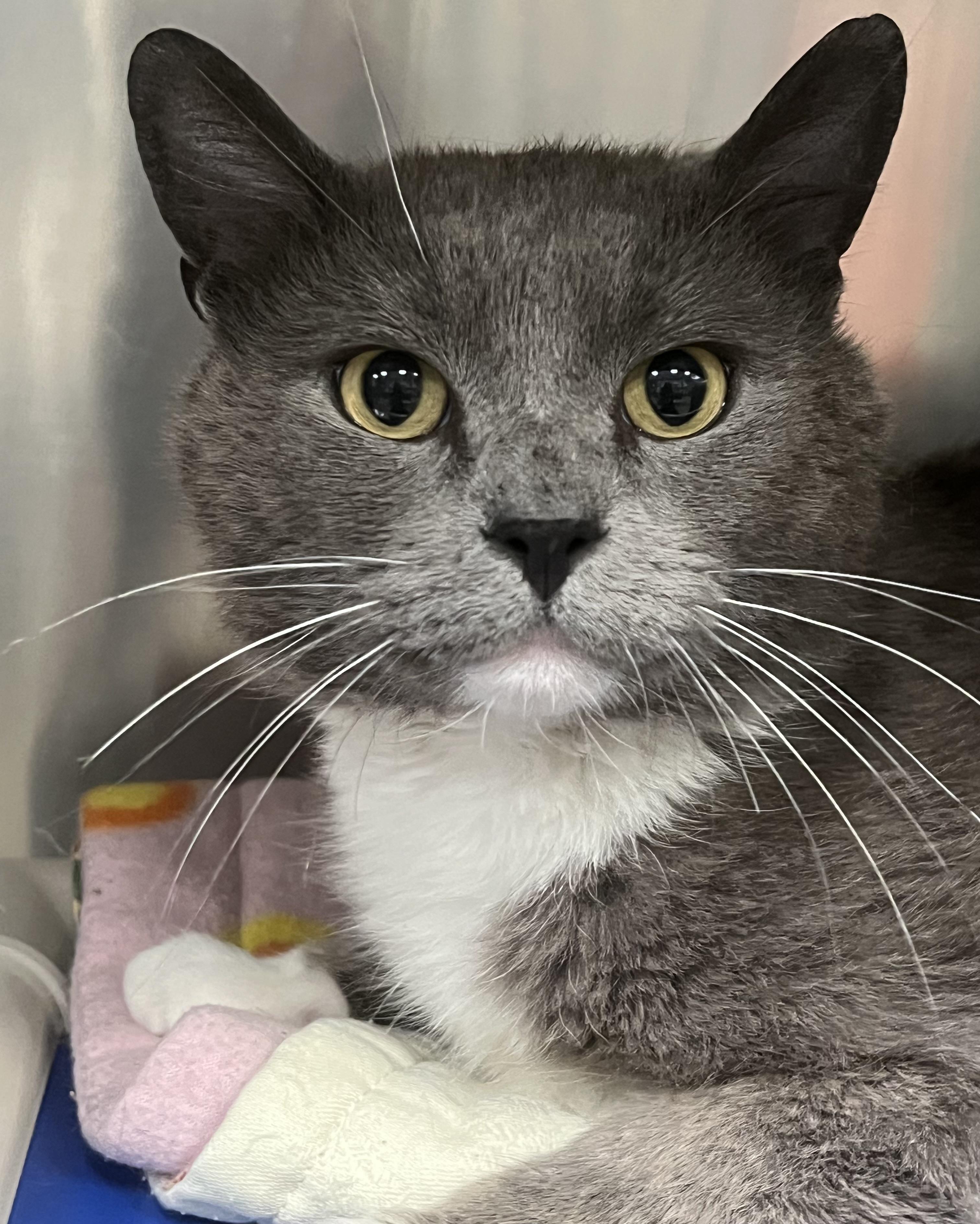 Enlarge Cosmo, an adopted Domestic Short Hair in Johnston, RI image 4/6