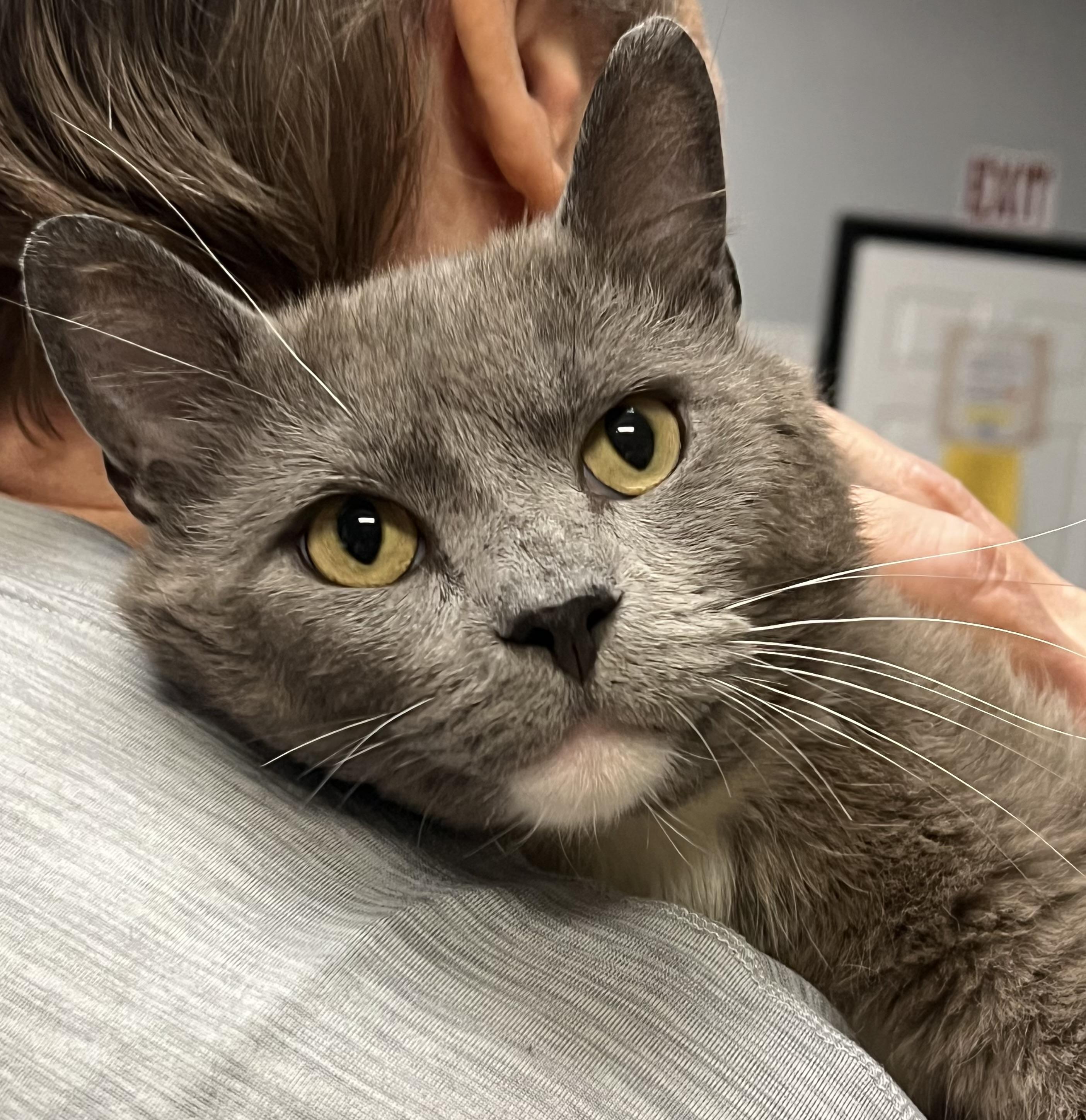Enlarge Cosmo, an adopted Domestic Short Hair in Johnston, RI image 2/6