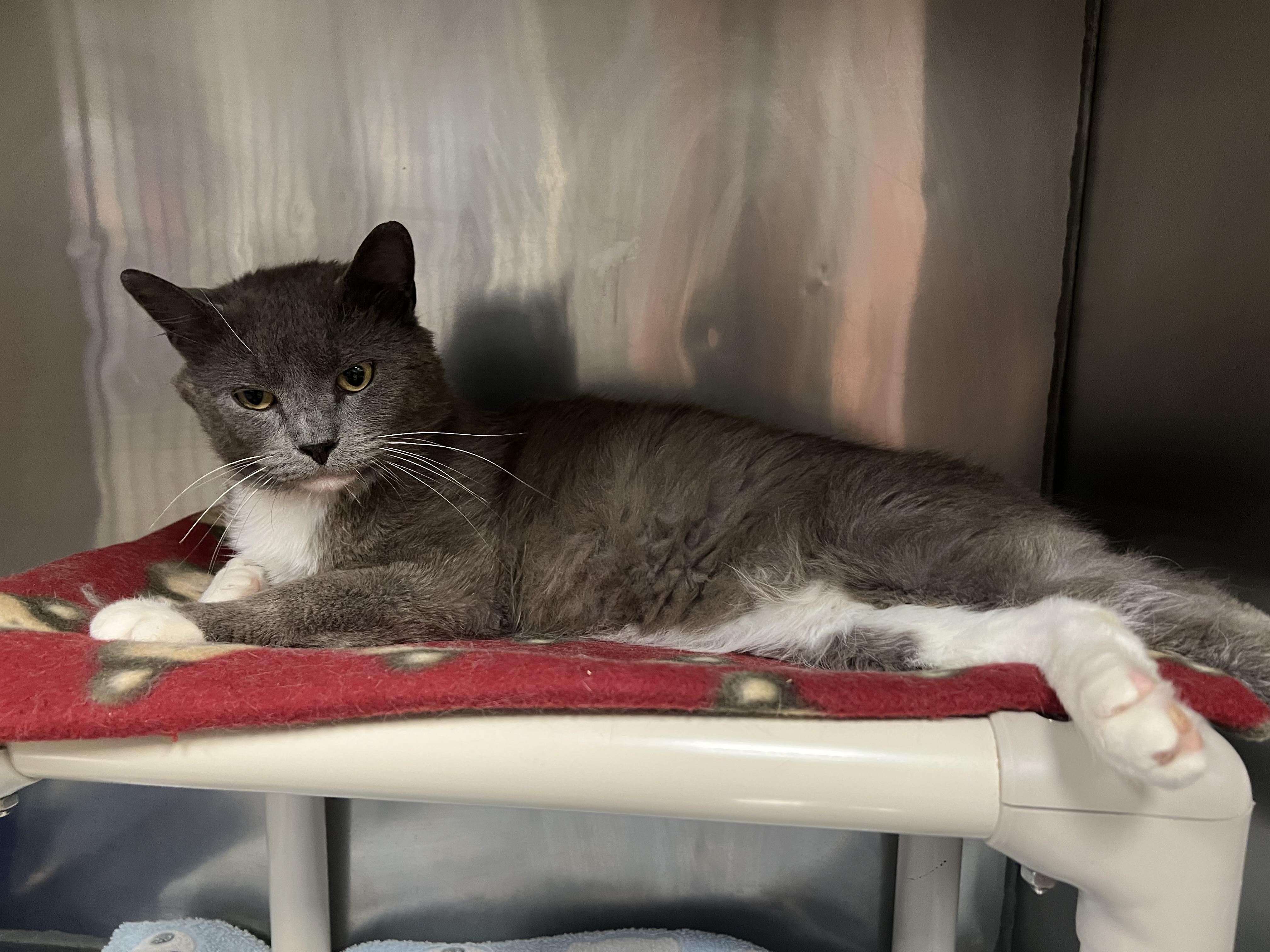 Enlarge Cosmo, an adopted Domestic Short Hair in Johnston, RI image 6/6