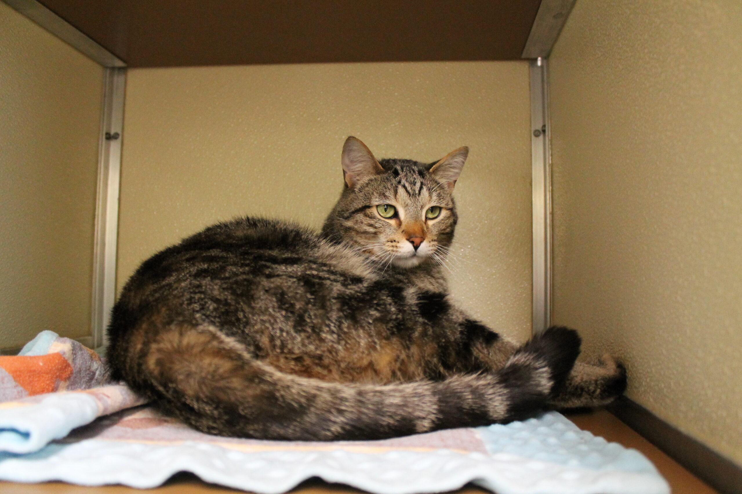 Jimbo, adopted, Adult Male Domestic Short Hair.