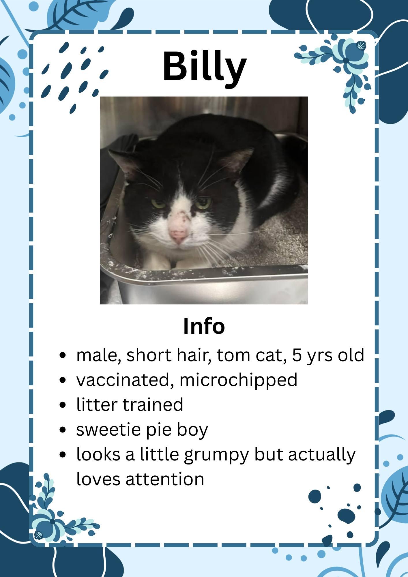 Billy, ADOPTABLE, Adult Male Domestic Short Hair.