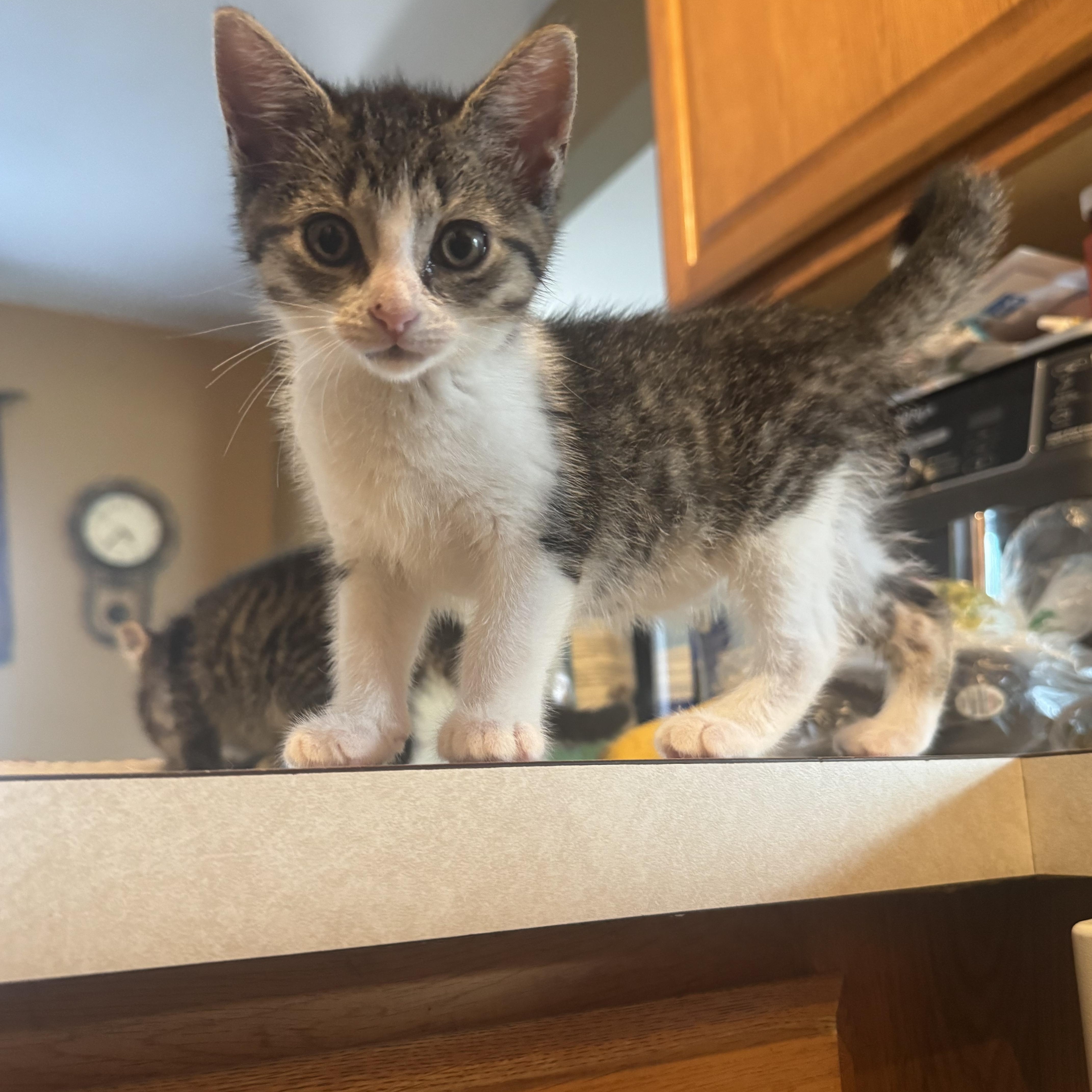 Daphne, Adoptable, Kitten Female Tabby.