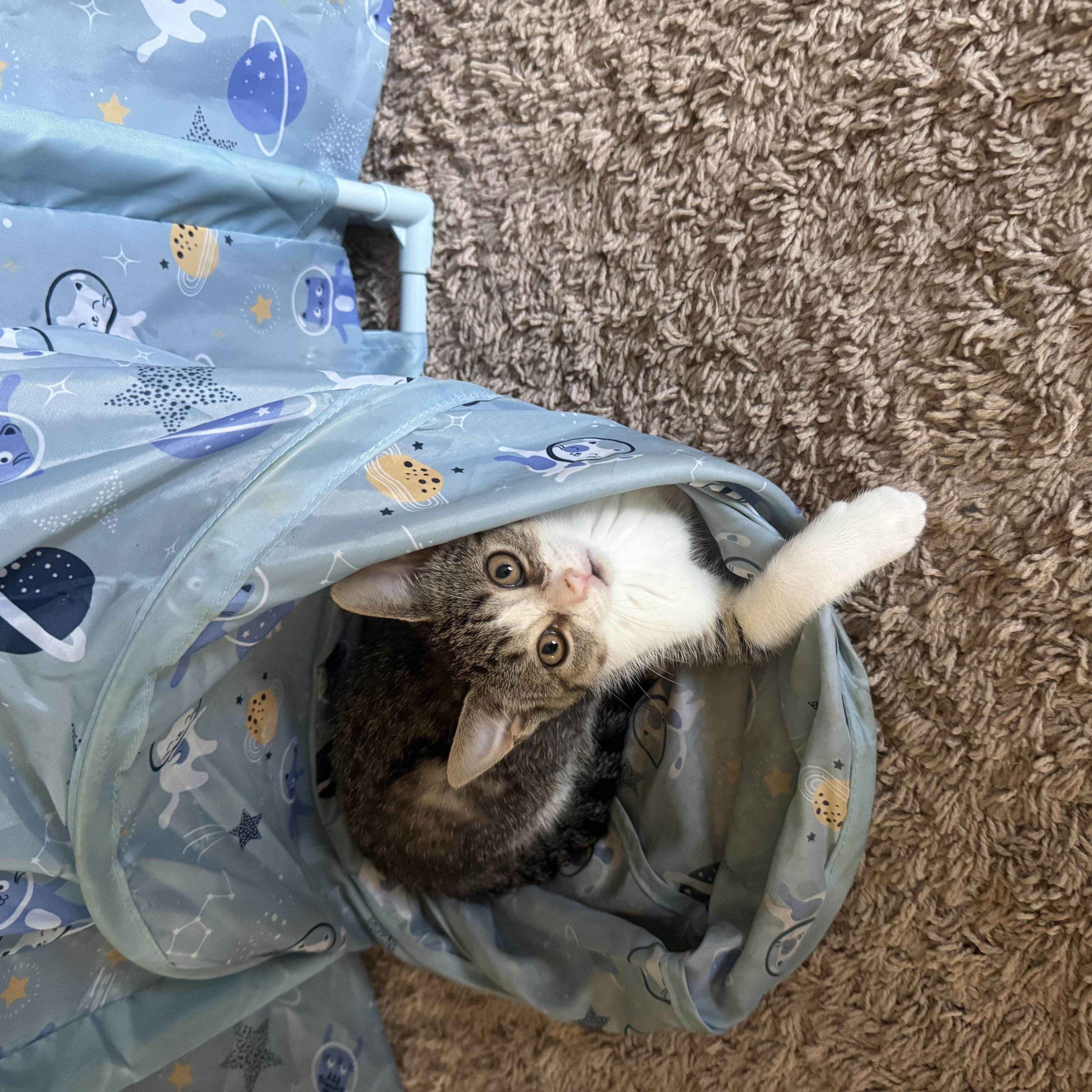 Daphne, a Adoptable Tabby in Livonia, MI image 3/4