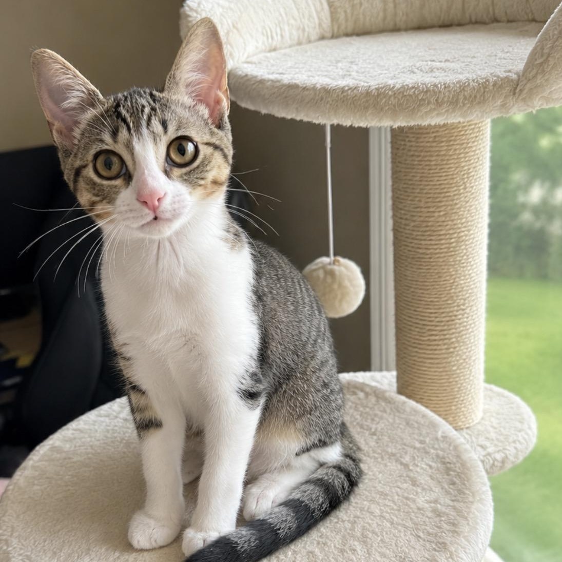 Daphne, a Adoptable Tabby in Livonia, MI image 1/6