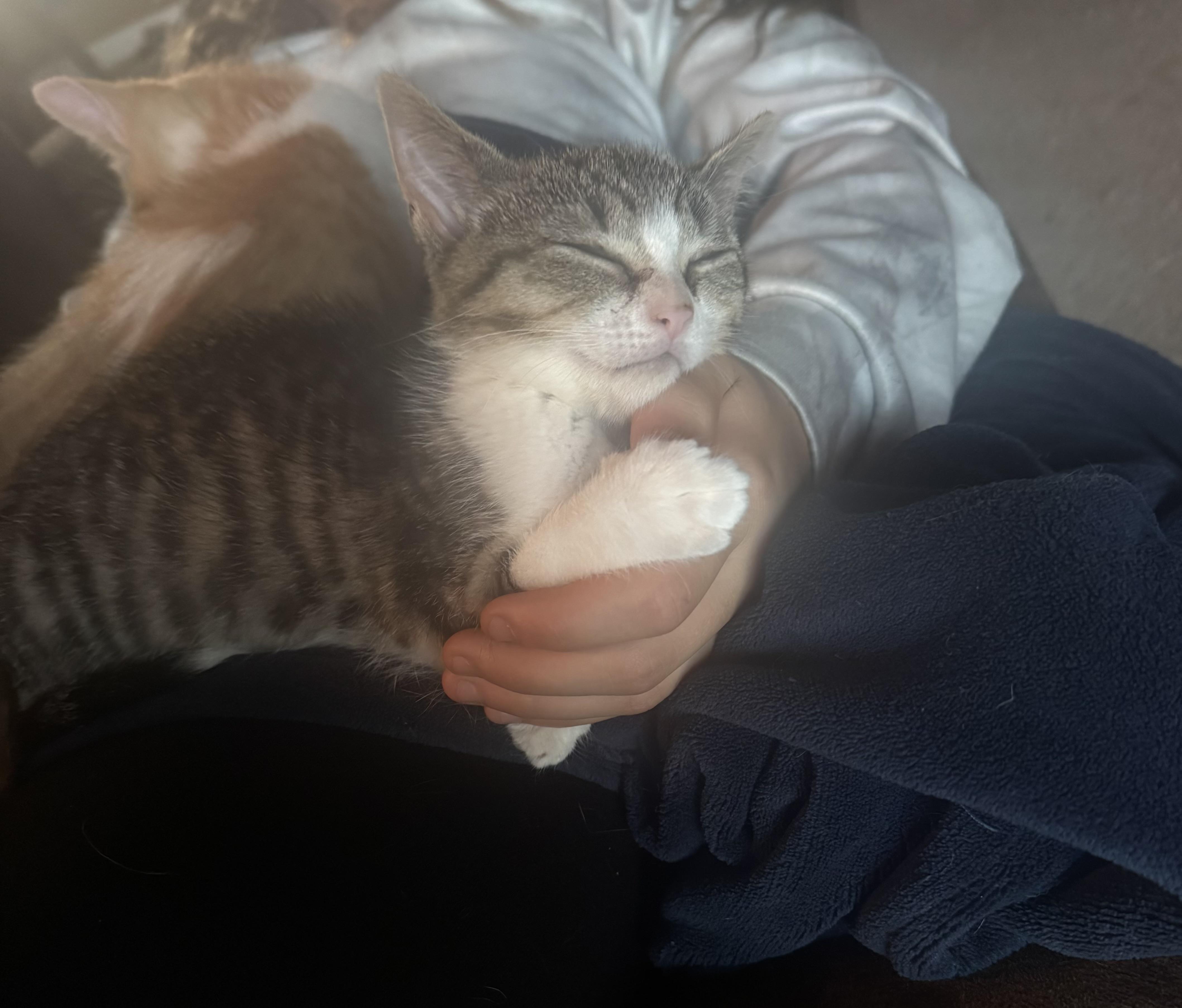 Daphne, a Adoptable Tabby in Livonia, MI image 2/4