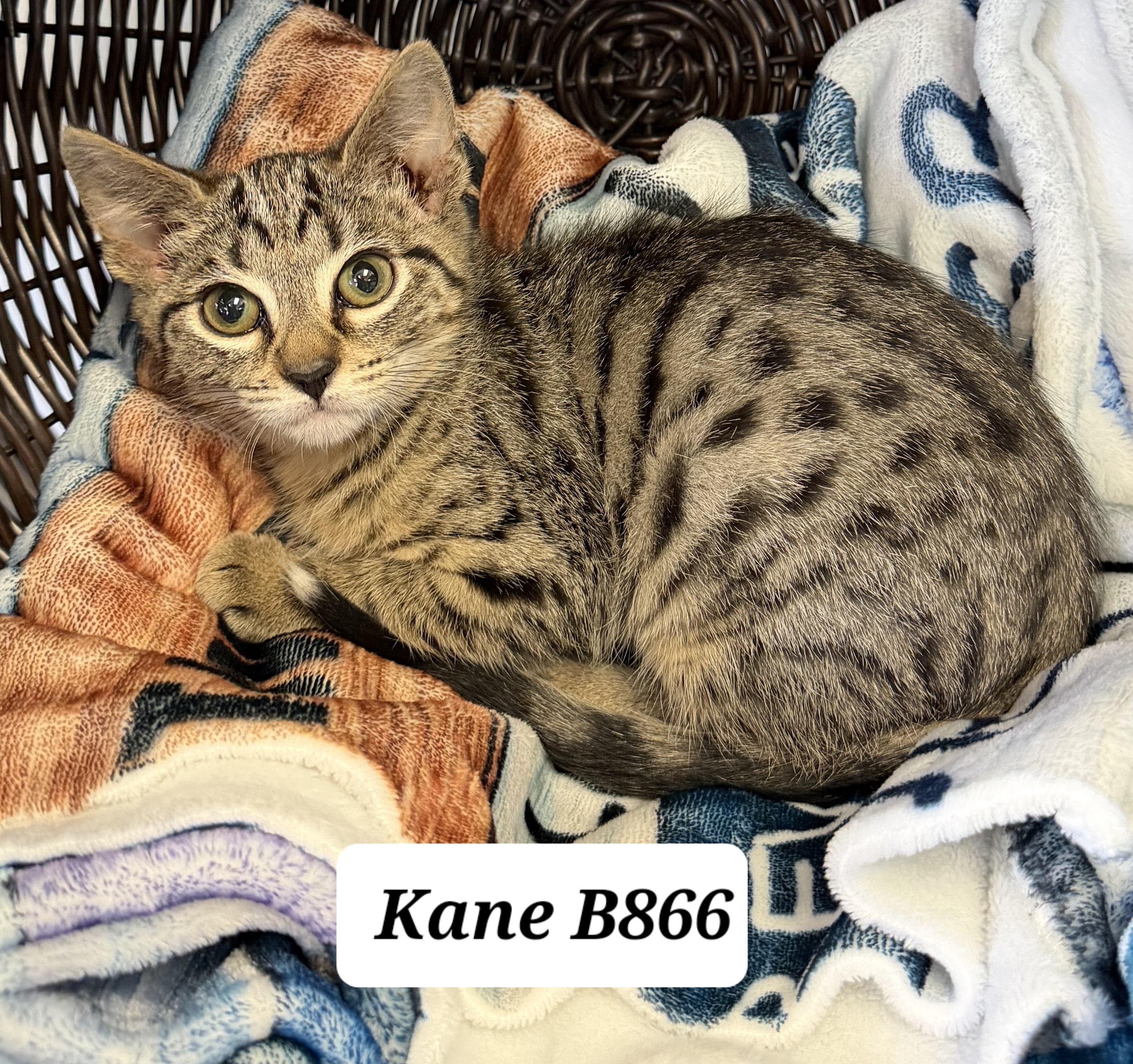 Kane, ADOPTABLE, Kitten Male Domestic Short Hair.