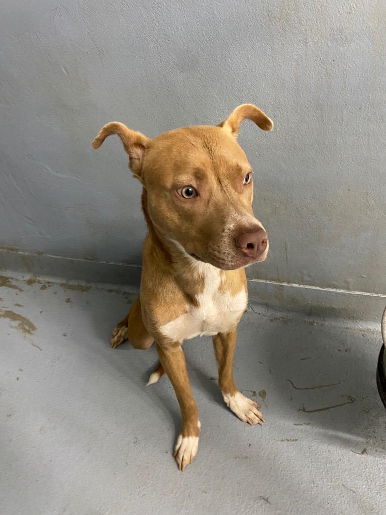 Molly, Adoptable, Young Female Mixed Breed.