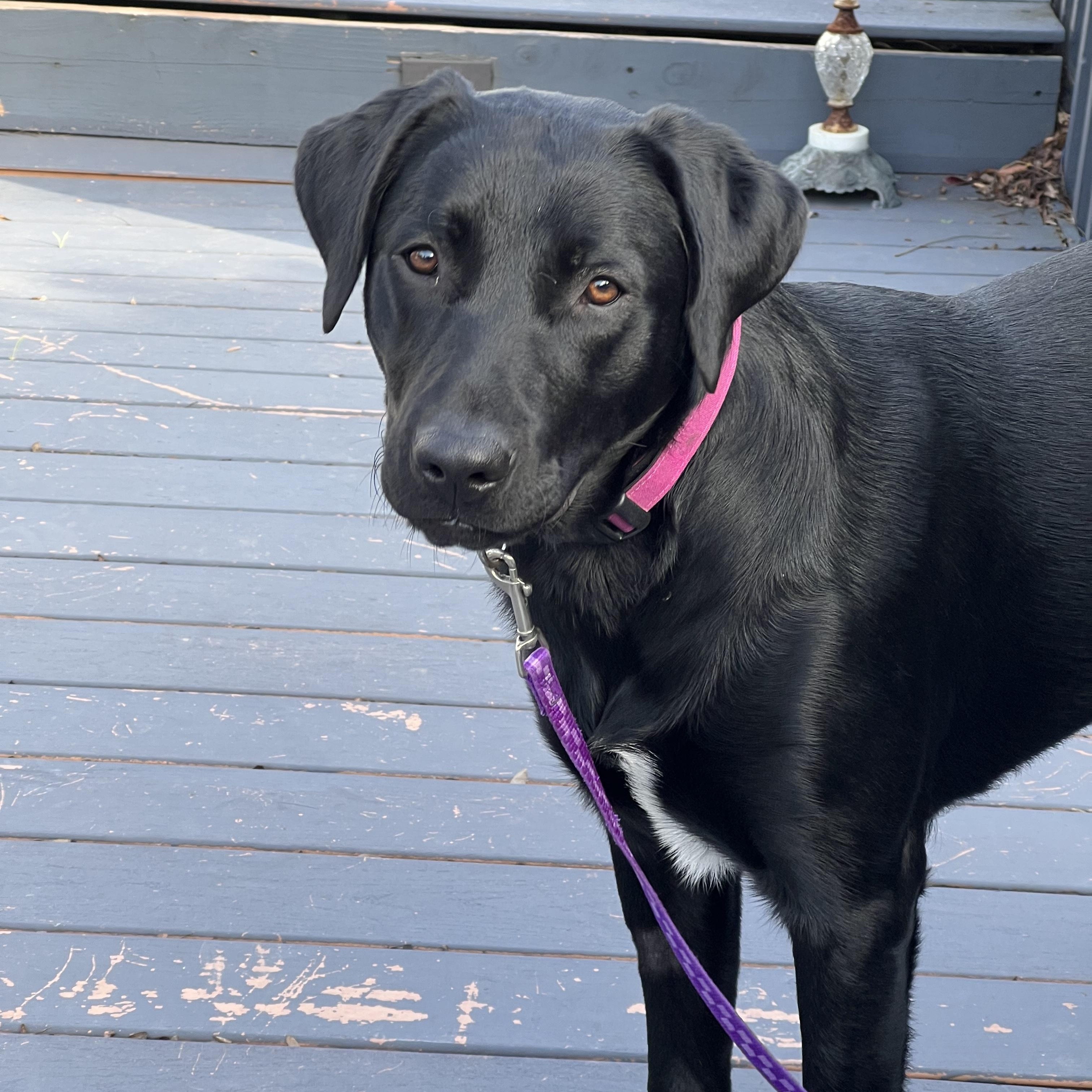 Laila, ADOPTABLE, Young Female Labrador Retriever.