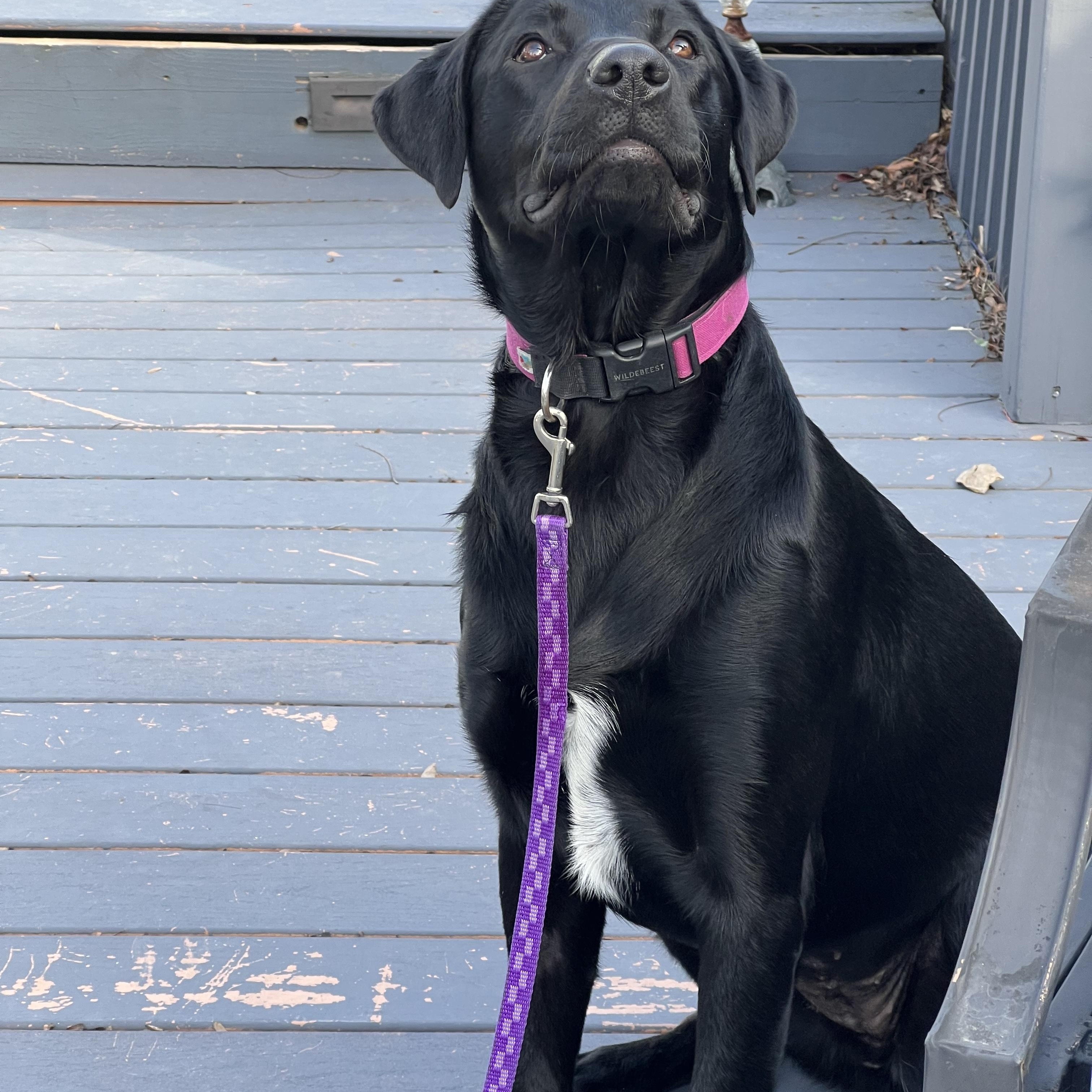 Enlarge Laila, a ADOPTABLE Labrador Retriever in San Francisco, CA image 2/2