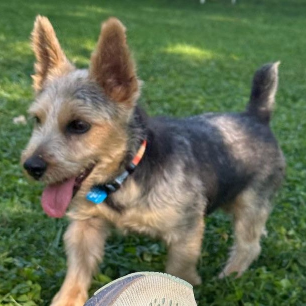 Dude, a Adopted Norwich Terrier in Omaha, NE image 2/4