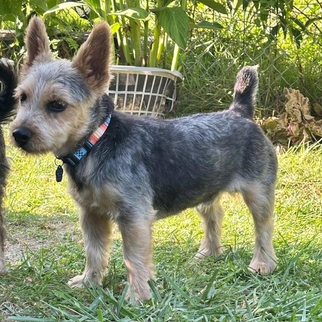 Dude, a Adopted Norwich Terrier in Omaha, NE image 3/4