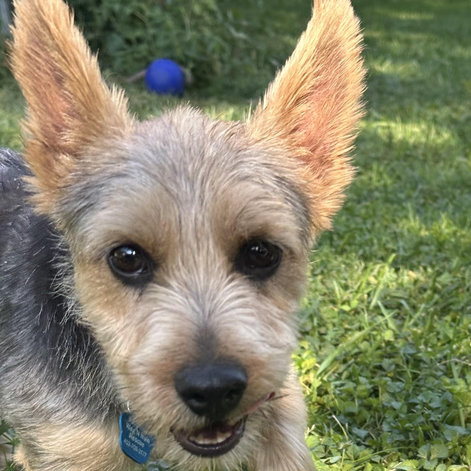 Dude, a Adopted Norwich Terrier in Omaha, NE image 1/4