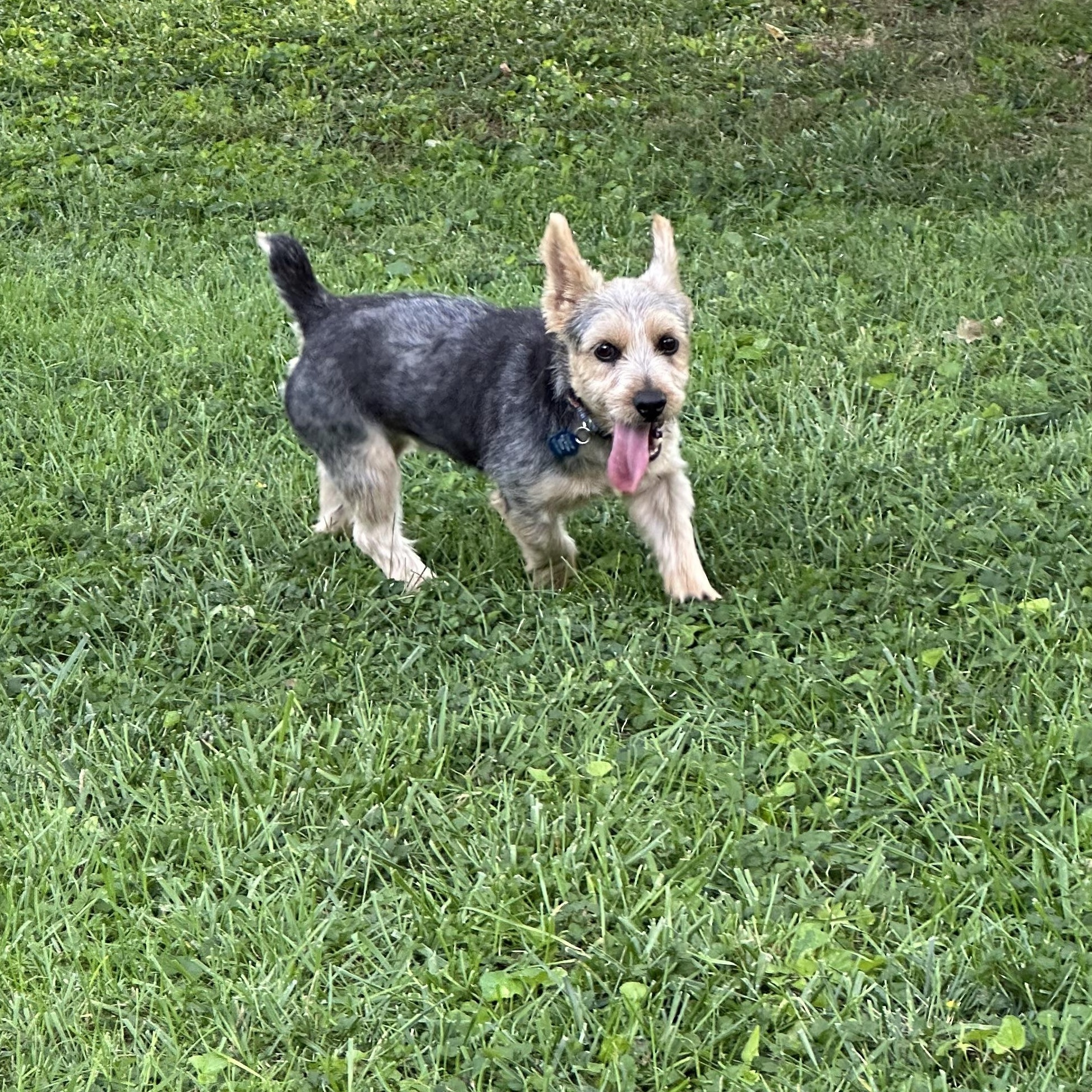 Dude, a Adopted Norwich Terrier in Omaha, NE image 4/4