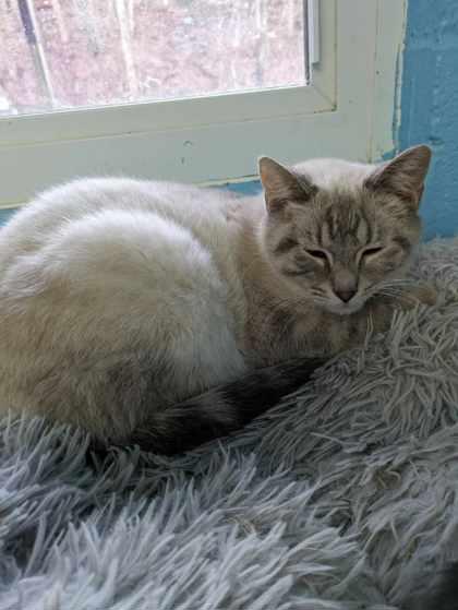 Enlarge Snowball, a Adoptable mixed breed in Portsmouth, OH image 1/1