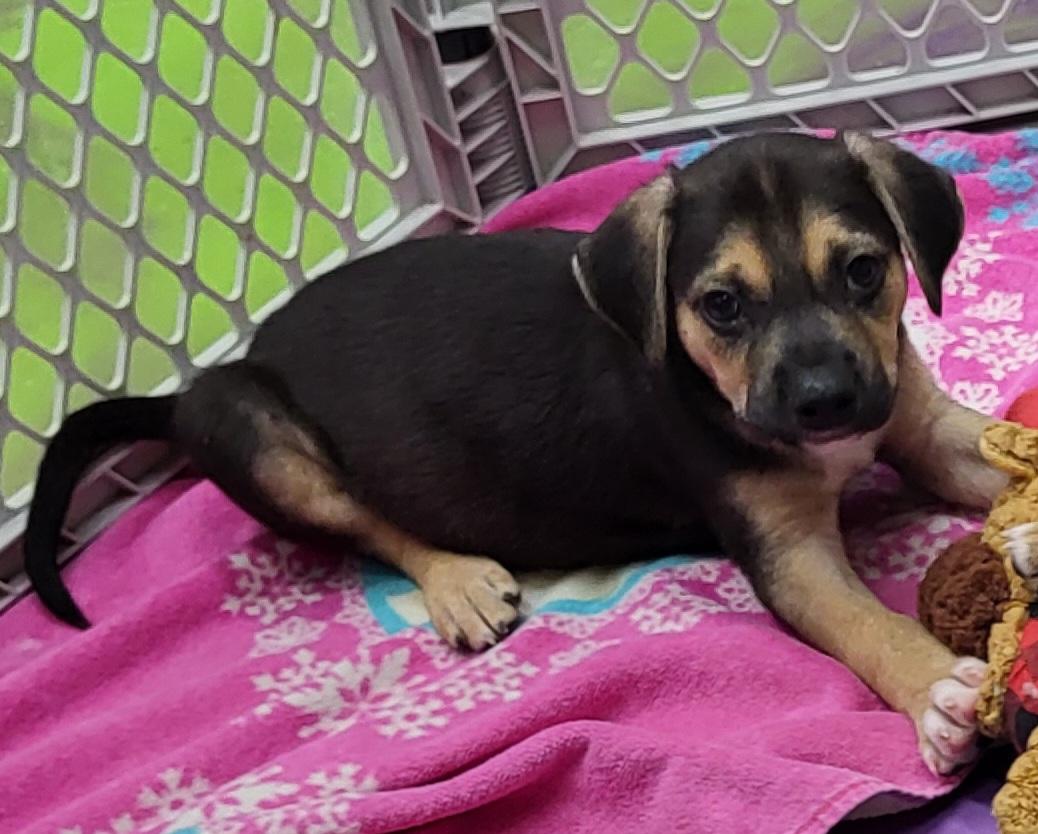 Roo, Baby Male Pug