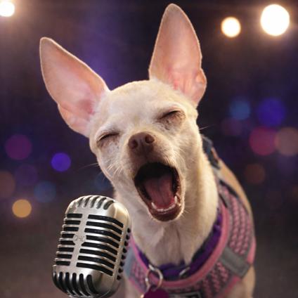 Pebbles, Adoptable, Adult Female Chihuahua.