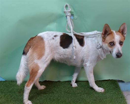 SHELBY, Adoptable, Adult Female German Shepherd Dog.