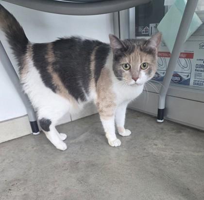 Enlarge Thursday, a Adoptable mixed breed in Fort Worth, TX image 1/1