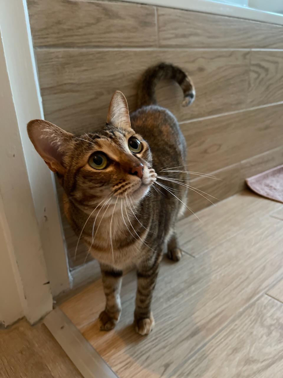 Tiggy