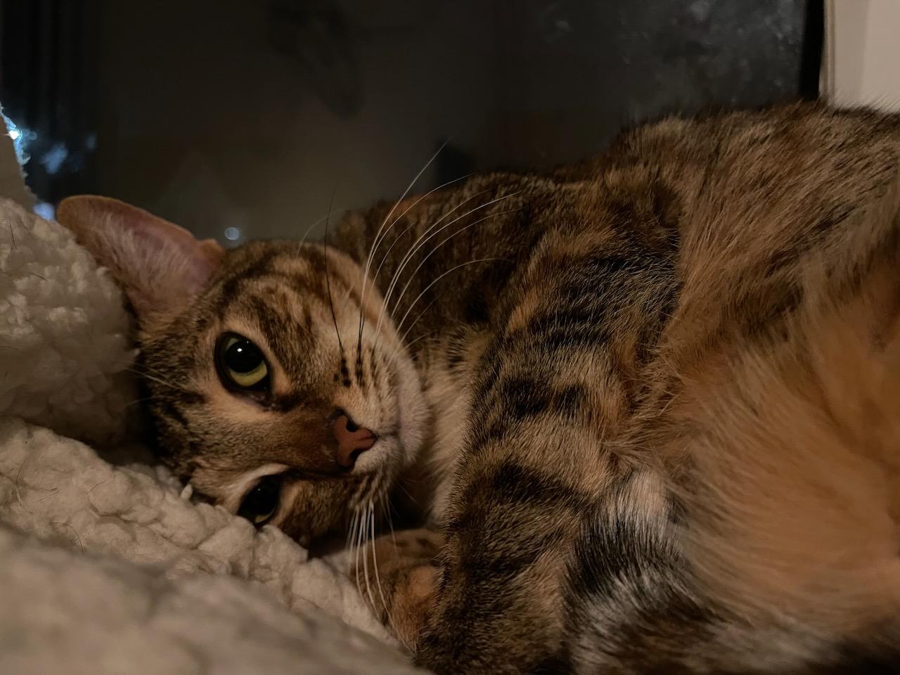 Tiggy