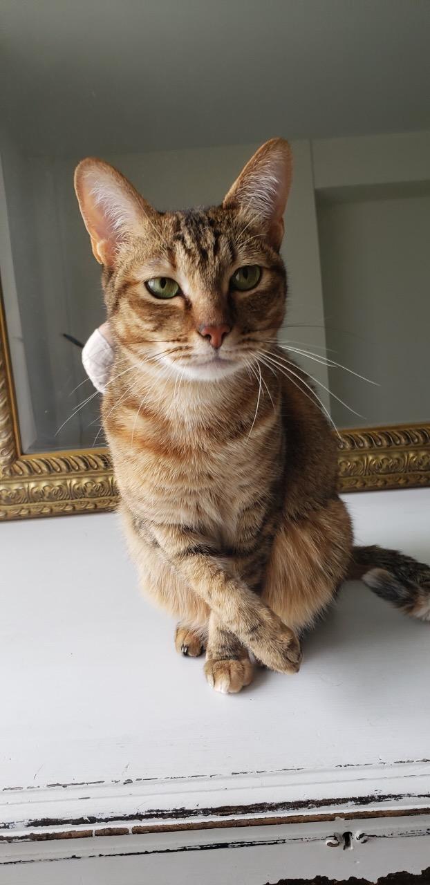 Tiggy