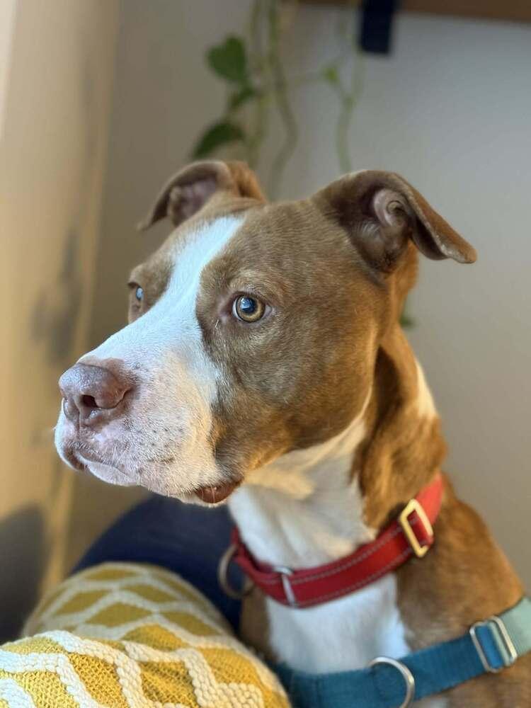 Ace, Adoptable, Adult Male Terrier.