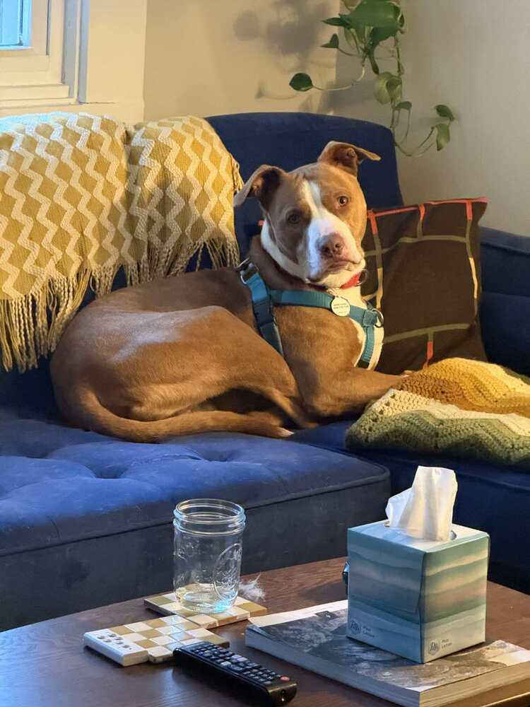 Enlarge Ace, a Adoptable Terrier in Candler, NC image 2/3