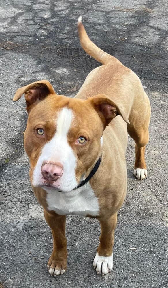 Enlarge Ace, a Adoptable Terrier in Candler, NC image 3/3