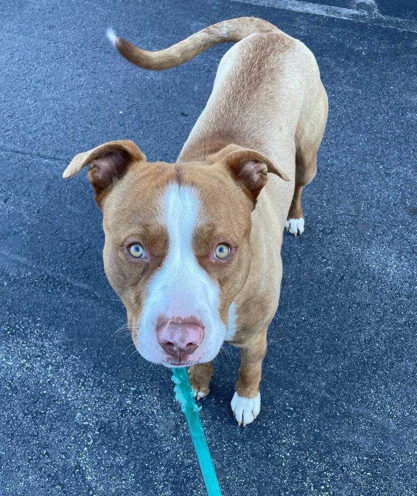 Enlarge Ace, a Adoptable Terrier in Candler, NC image 2/3