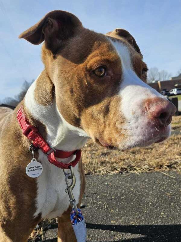 Enlarge Ace, a Adoptable Terrier in Candler, NC image 3/3