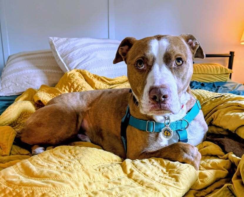 Enlarge Ace, a Adoptable Terrier in Candler, NC image 3/3