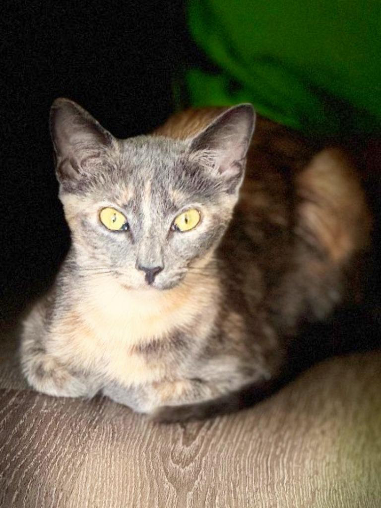 Gertrude Stein, Adoptable, Kitten Female Domestic Short Hair.