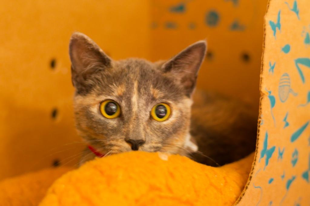 Enlarge Gertrude Stein, a Adoptable mixed breed in Hot Springs, AR image 3/3
