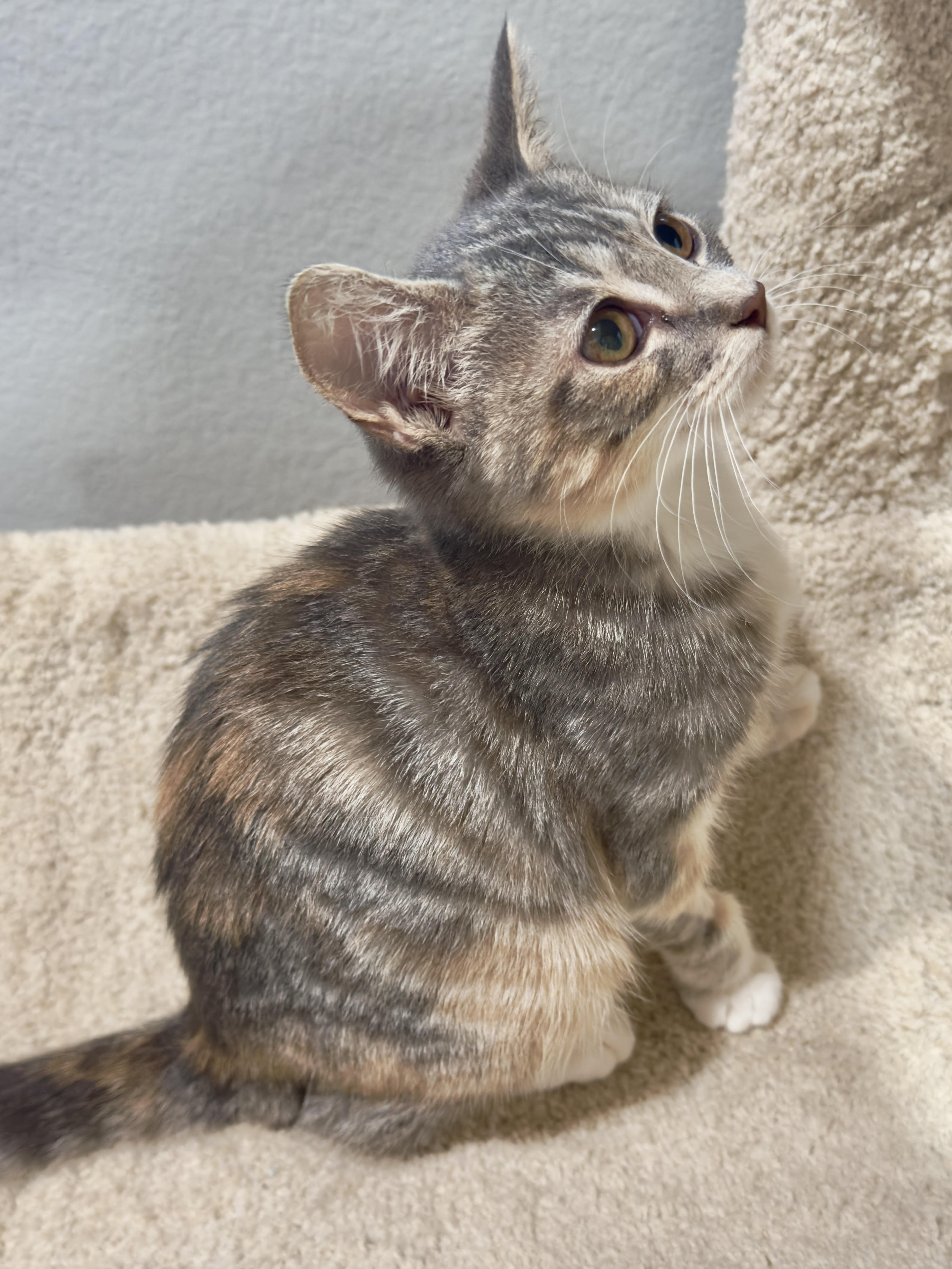 Blossom, adopted, Kitten Female Domestic Short Hair.