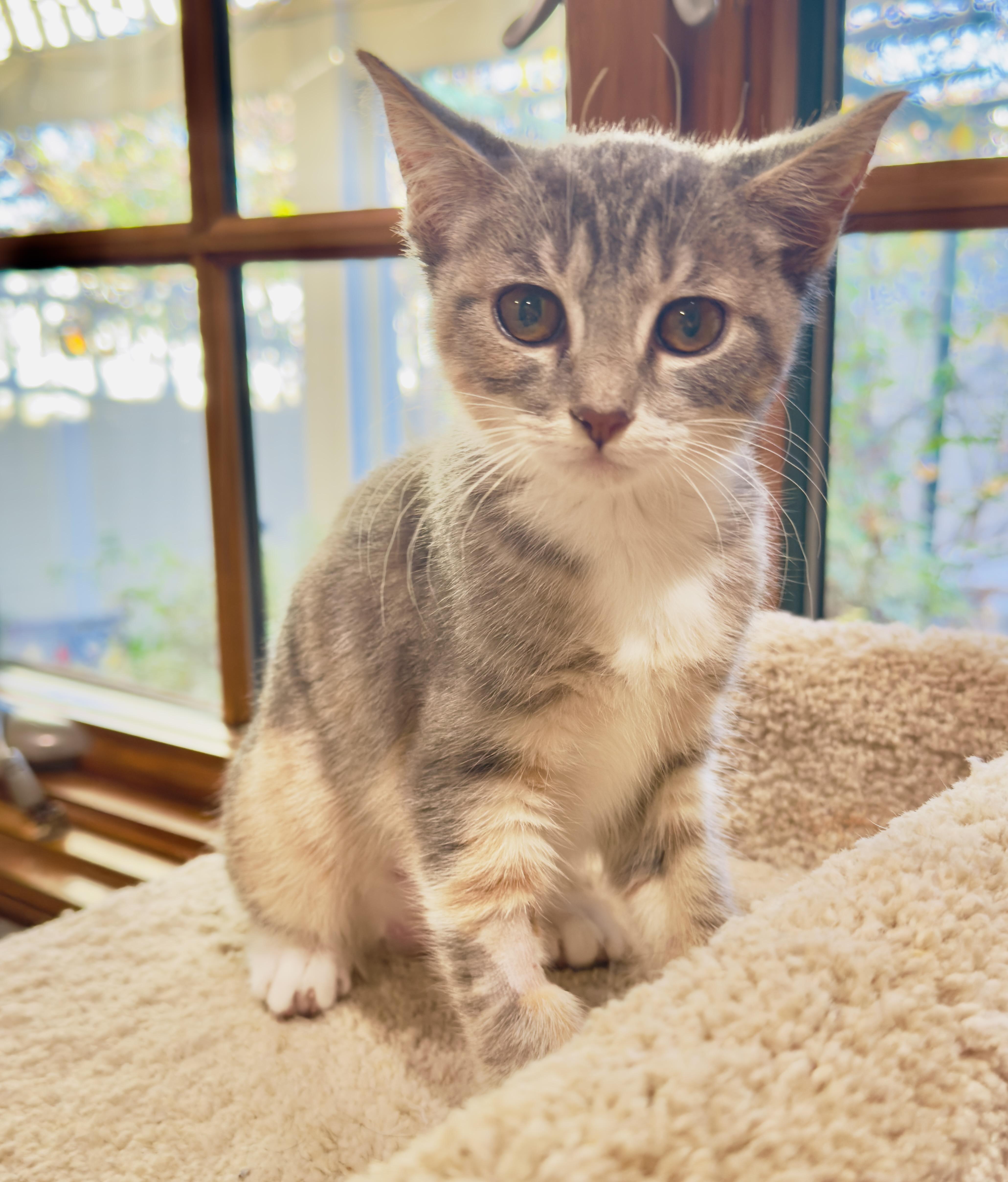 Enlarge Blossom, an adopted Domestic Short Hair in Irvine, CA image 2/4