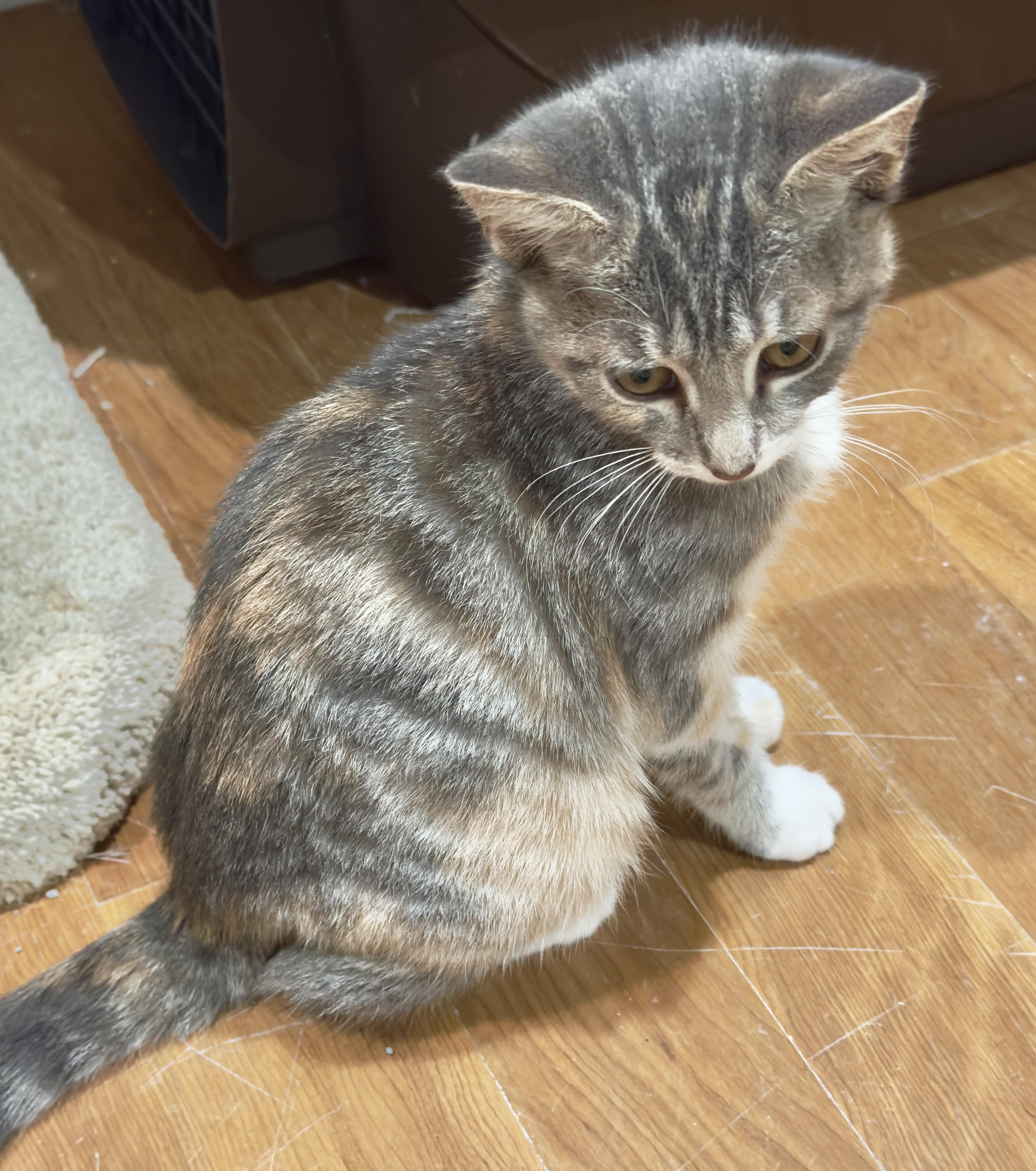 Enlarge Blossom, an adopted Domestic Short Hair in Irvine, CA image 3/4