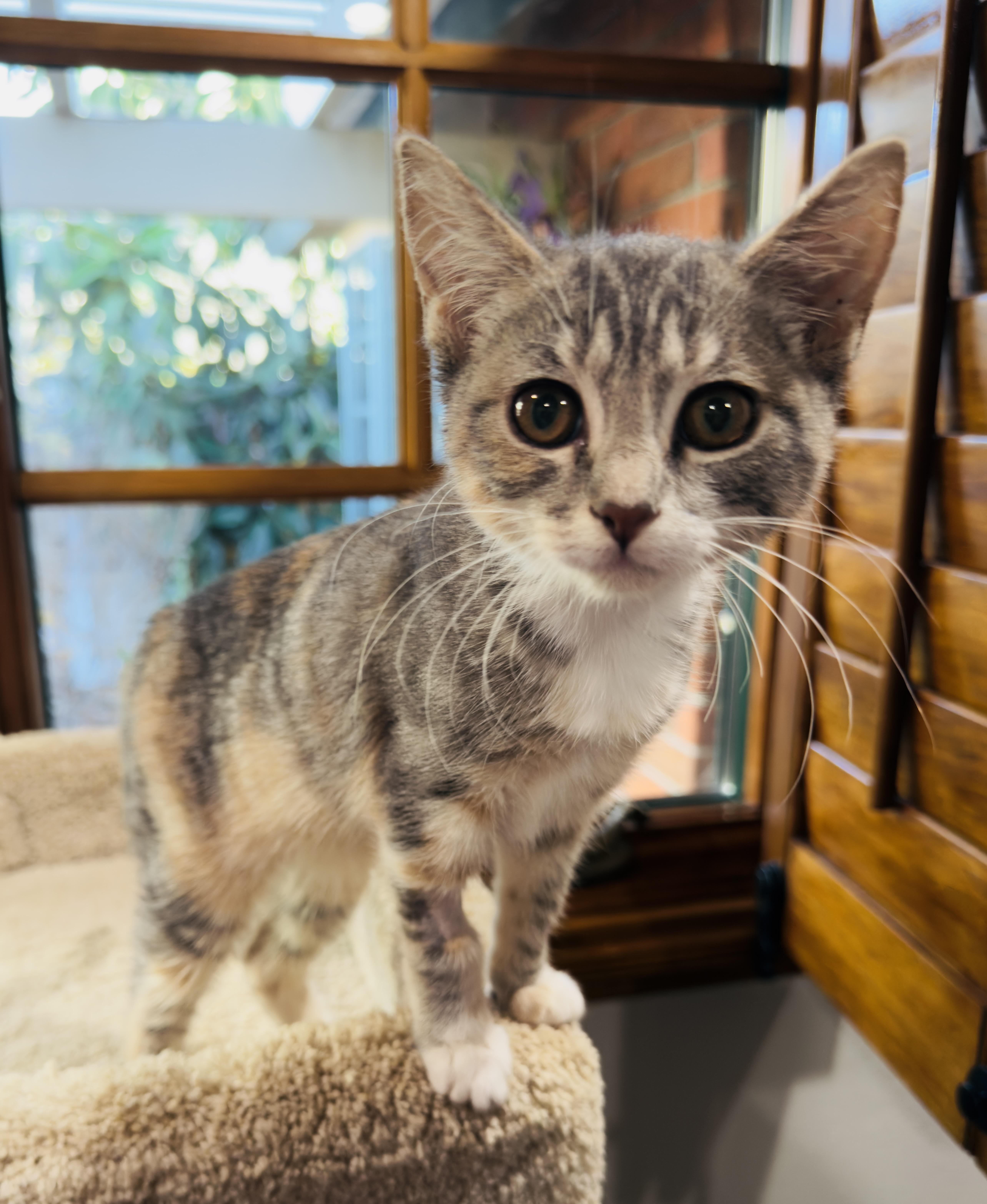 Enlarge Blossom, an adopted Domestic Short Hair in Irvine, CA image 4/4