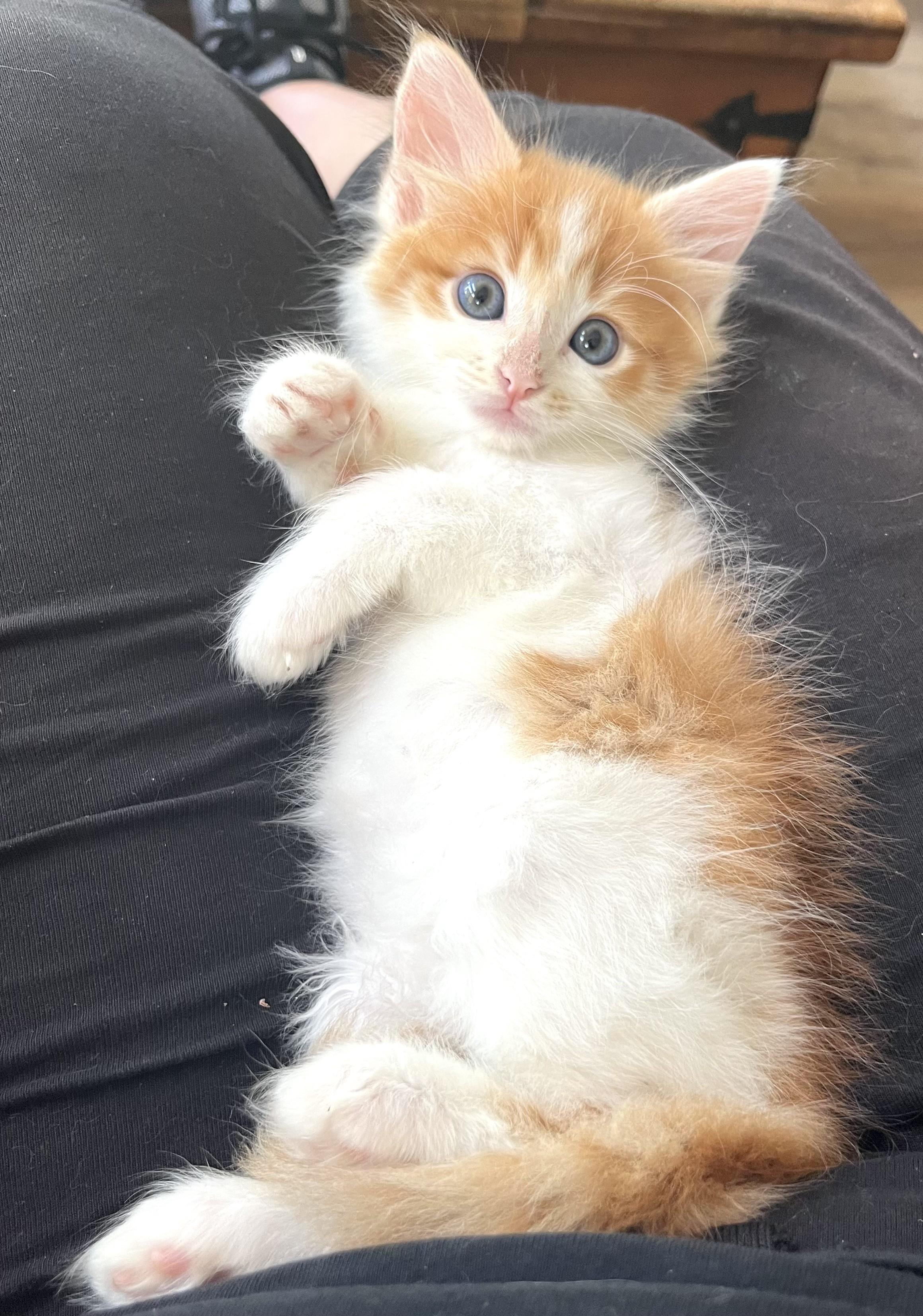 Mango, Baby Male Tabby