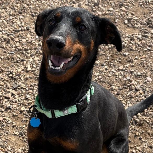Enlarge Dobby, a Adoptable mixed breed in Show Low, AZ image 1/4