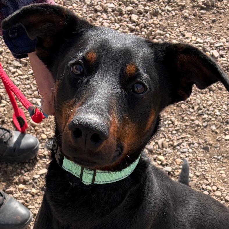 Enlarge Dobby, a Adoptable mixed breed in Show Low, AZ image 2/4