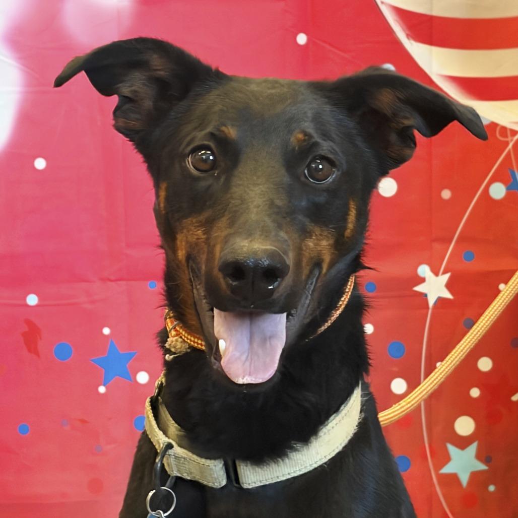Enlarge Dobby, a Adoptable mixed breed in Show Low, AZ image 3/5