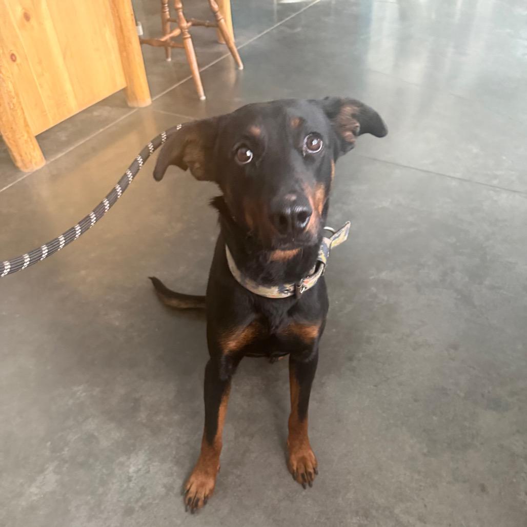 Dobby, a Adoptable Shepherd in Show Low, AZ image 1/4
